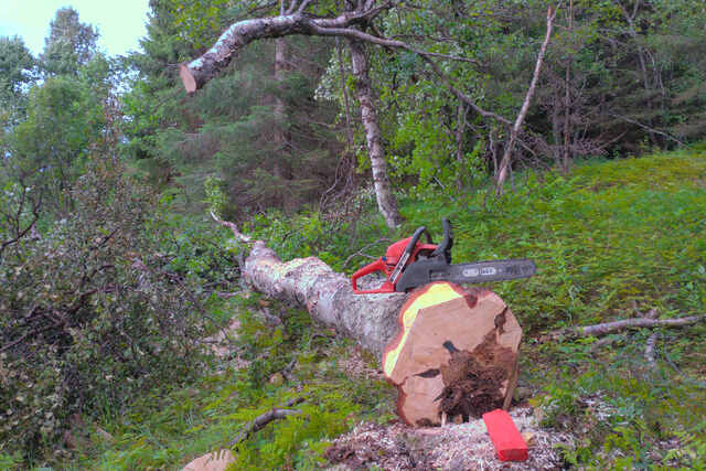 Skogsarbeid med motorsagen.